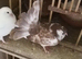 English garden fantail pigeons