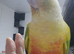 Gorgeous cheeky female pineapple conure