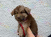 Stunning kc registered liver and tan carrying Isabella German shepherd pups