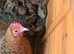 2 week old chicks