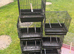 x12 goldfinch & mule cages