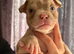 AMERICAN POCKET BULLY PUPPIES - Bulldog - Tri - Merl - Solid