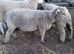 Southdown Shearling ram