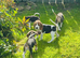 Beagle Pups for sale