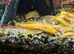 Albino BN pleco