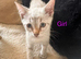 Beautiful kittens for sale