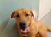 Rehoming Bullmastiff cross German shepherd