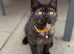 Beautiful British short hair needs a home asap