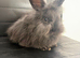 Pure bred Angora