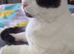 Male cat Charlie