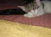 Pretty little female kitten