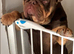 English bulldog stud linky