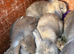 Mini lion lop