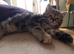 Scottish straight kittens looking for home