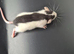 Baby Dumbo Rats
