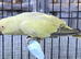 Beautiful Olive Mutation Young Indian Ringneck Talking Parrot