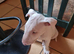 Bullterrier pup.