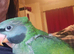 Baby hand reared Derbyan Parrot