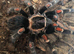 Tarantulas