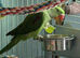 Alexandrine Parrot - 6 months with cage