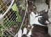 3 kittens ready for new home