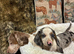 Duchund puppies