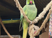 Male ringneck