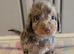 Beautiful puppies