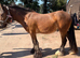 Cob gelding