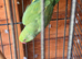 Female