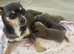 CHIHUAHUA PUPS BOYS READY 20TH JUNE