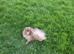 STUD duties RKC proven Lilac male dna health tested