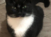 1 black male kitten for sale