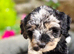 Lacasapoo Puppies &ndash; 4 Girls & 3 Boys Available