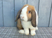Beautiful Mini Lop Rabbit