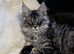 Only three are left. Maine Coon Kittens