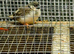 4 x zebra finches
