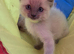 2 Stunning Boy Ragdolls