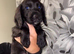 5 beautiful cocker spaniel puppies ready to leave now