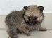 Pomerian pups for sale!!