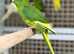 Kakarikis