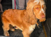 KC REG show cocker spaniel