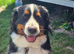 Mango the bernese