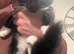 2 kittens for sale