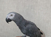 Silly tame African grey