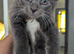5 British grey and Black shorthair kiitens