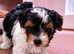 Gorgeous Tiny Biewer Yorkshire Terrier Puppies