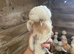 Chamois Polish growers