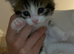 Beautiful x3 kittens for sale