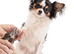 Microchip implanter (Mobile) Flintshire